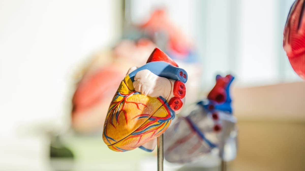 Prévention cardiovasculaire